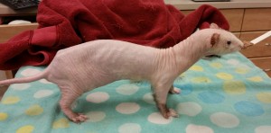 Dallas the Ferret